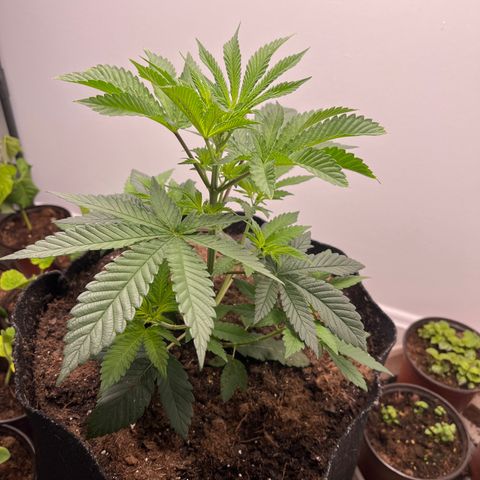 Gorrila nut #9 growlog timeline photo