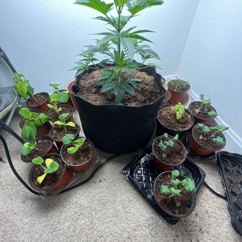 Gorrila nut #9 growlog timeline photo