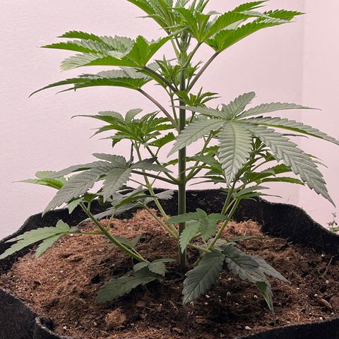 Gorrila nut #9 growlog timeline photo