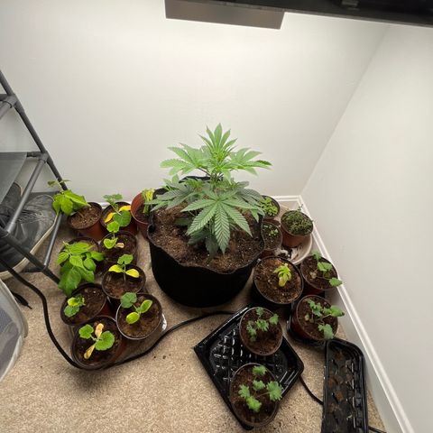Gorrila nut #9 growlog timeline photo
