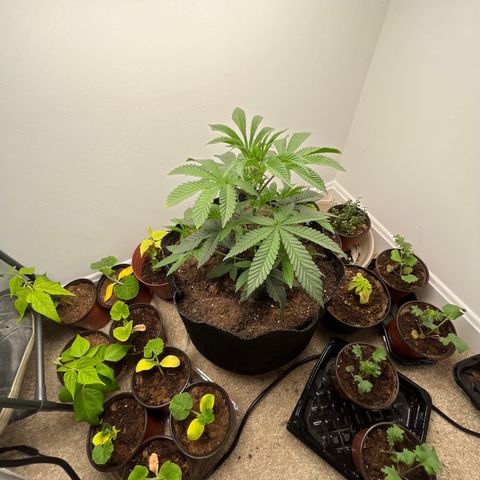 Gorrila nut #9 growlog timeline photo
