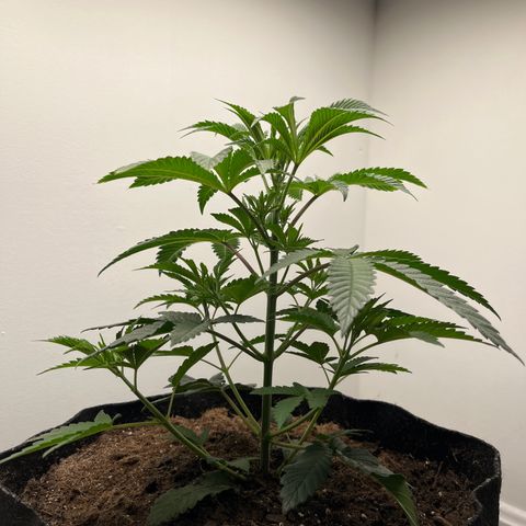 Gorrila nut #9 growlog timeline photo