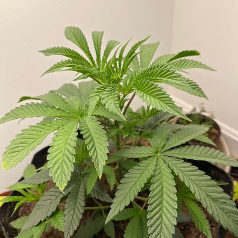 Gorrila nut #9 growlog timeline photo
