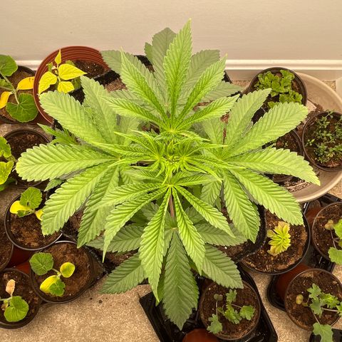 Gorrila nut #9 growlog timeline photo