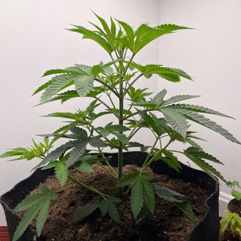 Gorrila nut #9 growlog timeline photo
