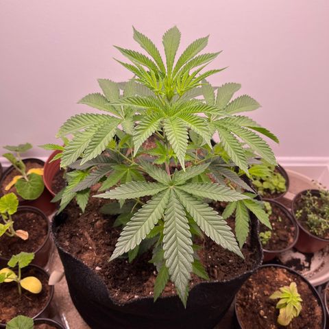 Gorrila nut #9 growlog timeline photo