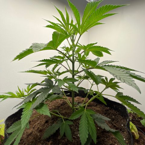 Gorrila nut #9 growlog timeline photo