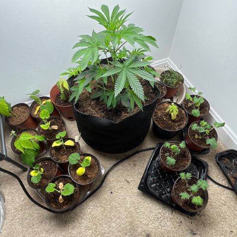 Gorrila nut #9 growlog timeline photo