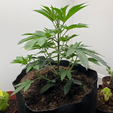 Gorrila nut #9 growlog timeline photo