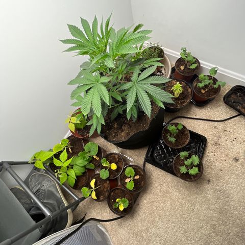 Gorrila nut #9 growlog timeline photo