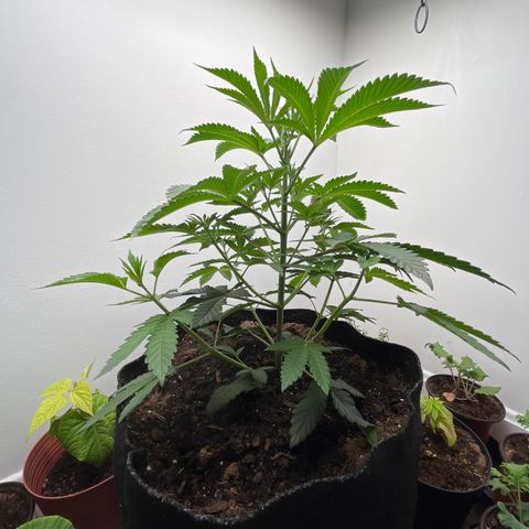 Gorrila nut #9 growlog timeline photo