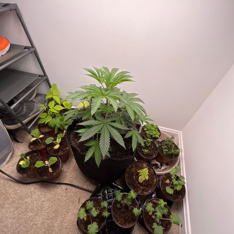 Gorrila nut #9 growlog timeline photo