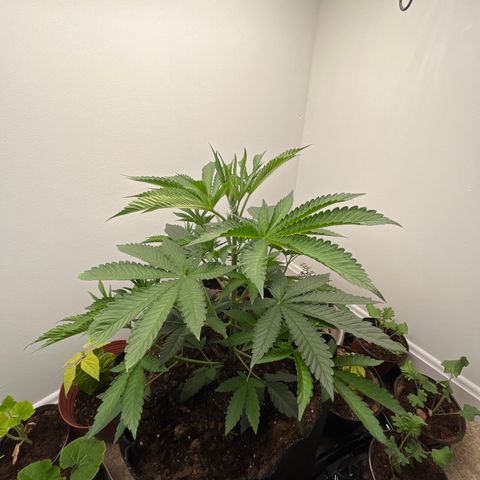 Gorrila nut #9 growlog timeline photo