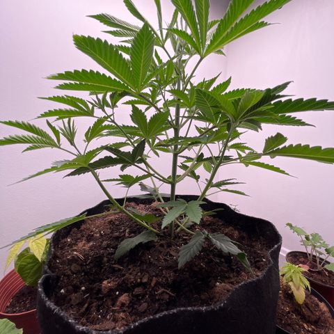 Gorrila nut #9 growlog timeline photo