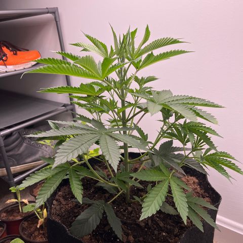 Gorrila nut #9 growlog timeline photo