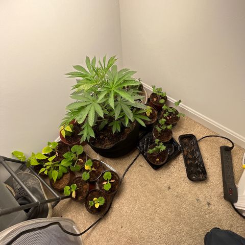 Gorrila nut #9 growlog timeline photo