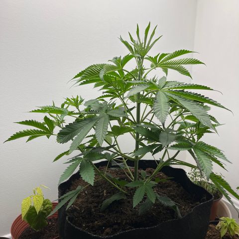 Gorrila nut #9 growlog timeline photo