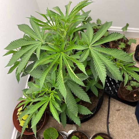 Gorrila nut #9 growlog timeline photo