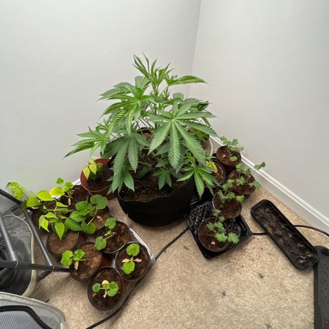 Gorrila nut #9 growlog timeline photo