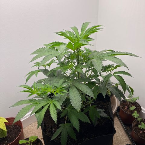 Gorrila nut #9 growlog timeline photo