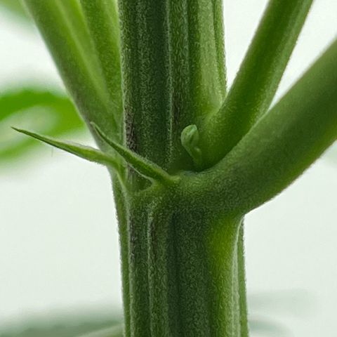 Gorrila nut #9 growlog timeline photo
