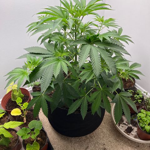 Gorrila nut #9 growlog timeline photo