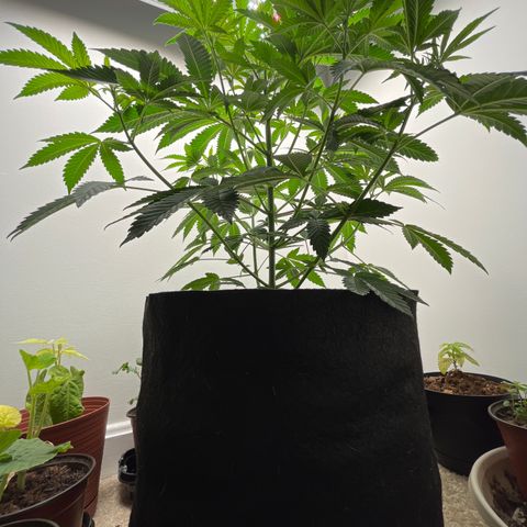 Gorrila nut #9 growlog timeline photo