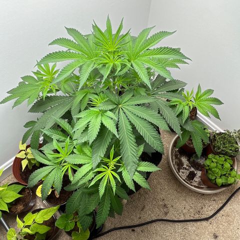 Gorrila nut #9 growlog timeline photo