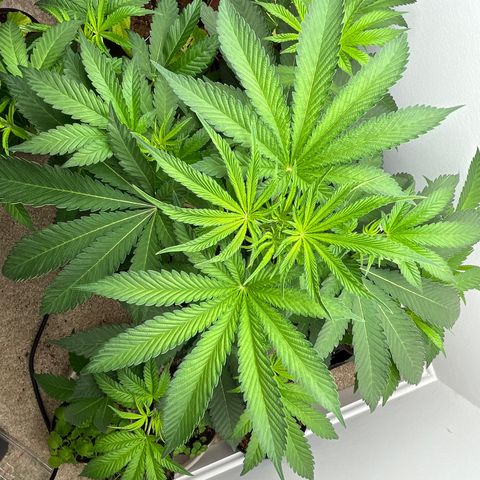 Gorrila nut #9 growlog timeline photo