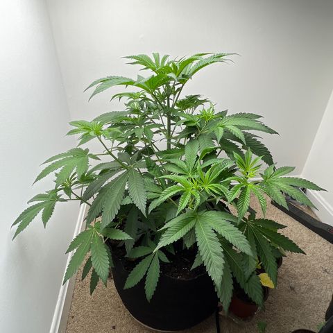 Gorrila nut #9 growlog timeline photo