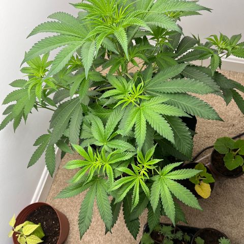 Gorrila nut #9 growlog timeline photo