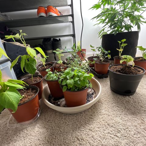 Gorrila nut #9 growlog timeline photo