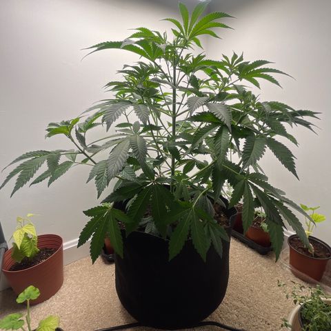 Gorrila nut #9 growlog timeline photo