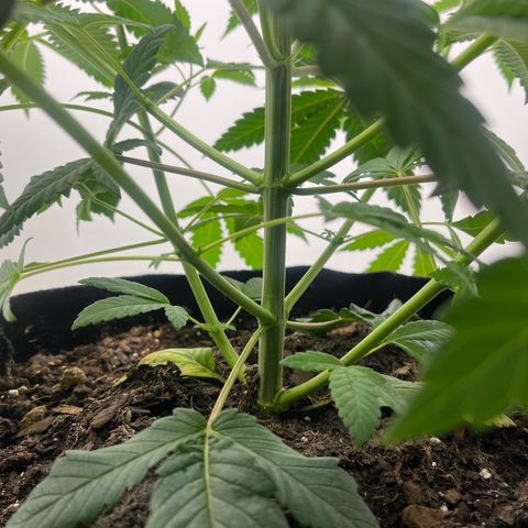 Gorrila nut #9 growlog timeline photo