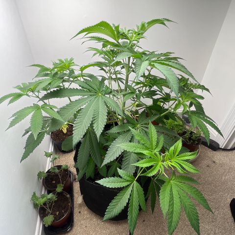 Gorrila nut #9 growlog timeline photo