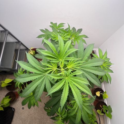 Gorrila nut #9 growlog timeline photo