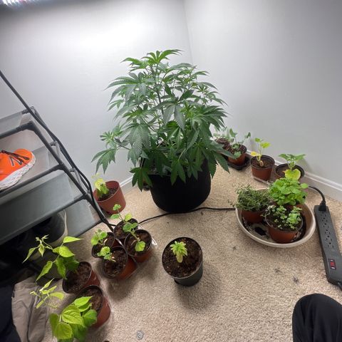 Gorrila nut #9 growlog timeline photo