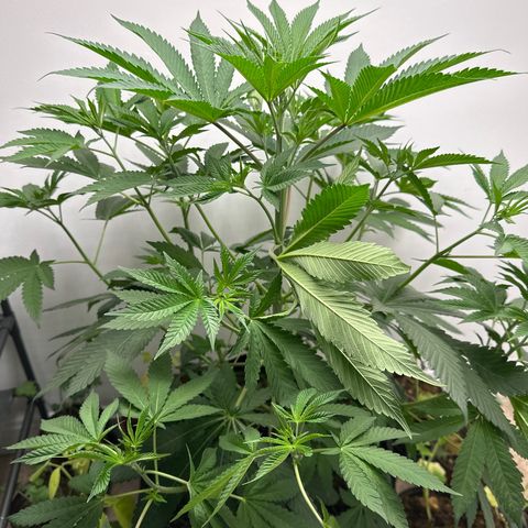 Gorrila nut #9 growlog photo: Look at how the feeder leaf branch has moved it self to allow for new growth to get light