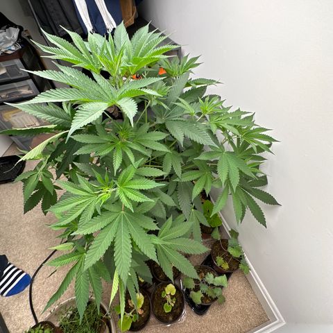 Gorrila nut #9 growlog photo: Look at how the feeder leaf branch has moved it self to allow for new growth to get light