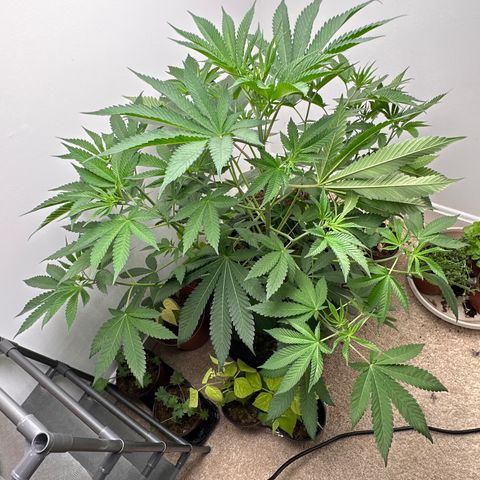 Gorrila nut #9 growlog photo: Look at how the feeder leaf branch has moved it self to allow for new growth to get light