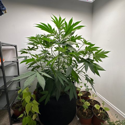Gorrila nut #9 growlog timeline photo
