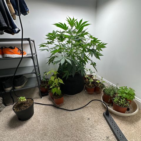 Gorrila nut #9 growlog timeline photo