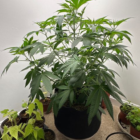 Gorrila nut #9 growlog timeline photo