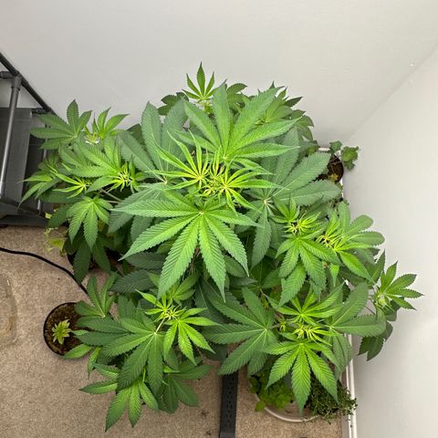 Gorrila nut #9 growlog timeline photo