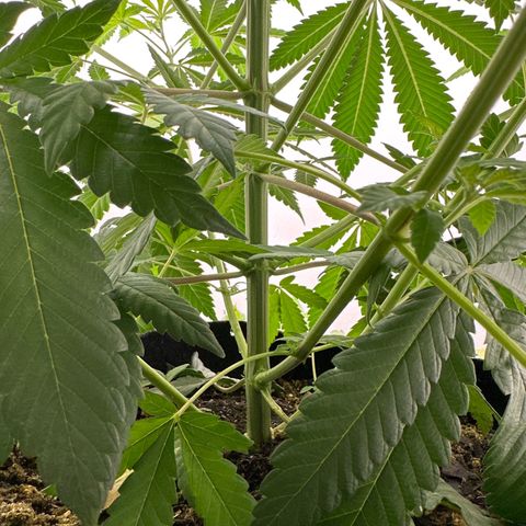 Gorrila nut #9 growlog timeline photo