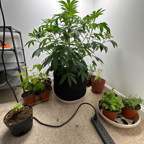 Gorrila nut #9 growlog timeline photo