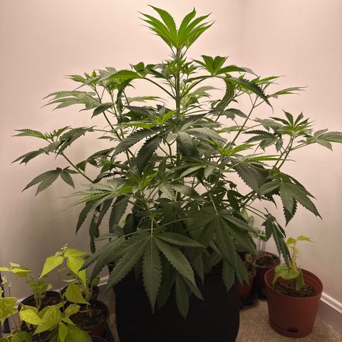 Gorrila nut #9 growlog timeline photo