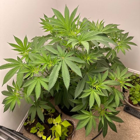 Gorrila nut #9 growlog timeline photo
