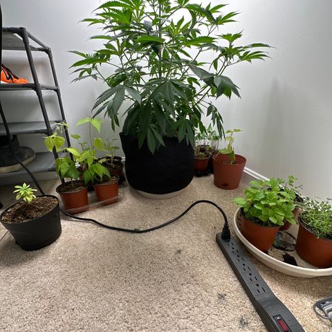 Gorrila nut #9 growlog timeline photo