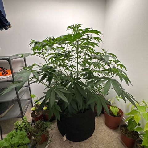 Gorrila nut #9 growlog timeline photo